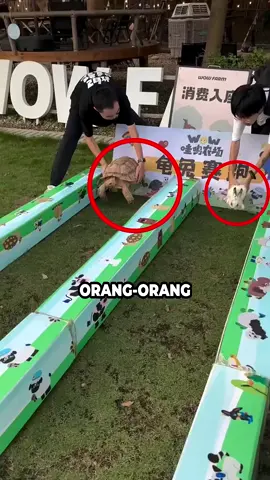Kura kura VS Kelinci
