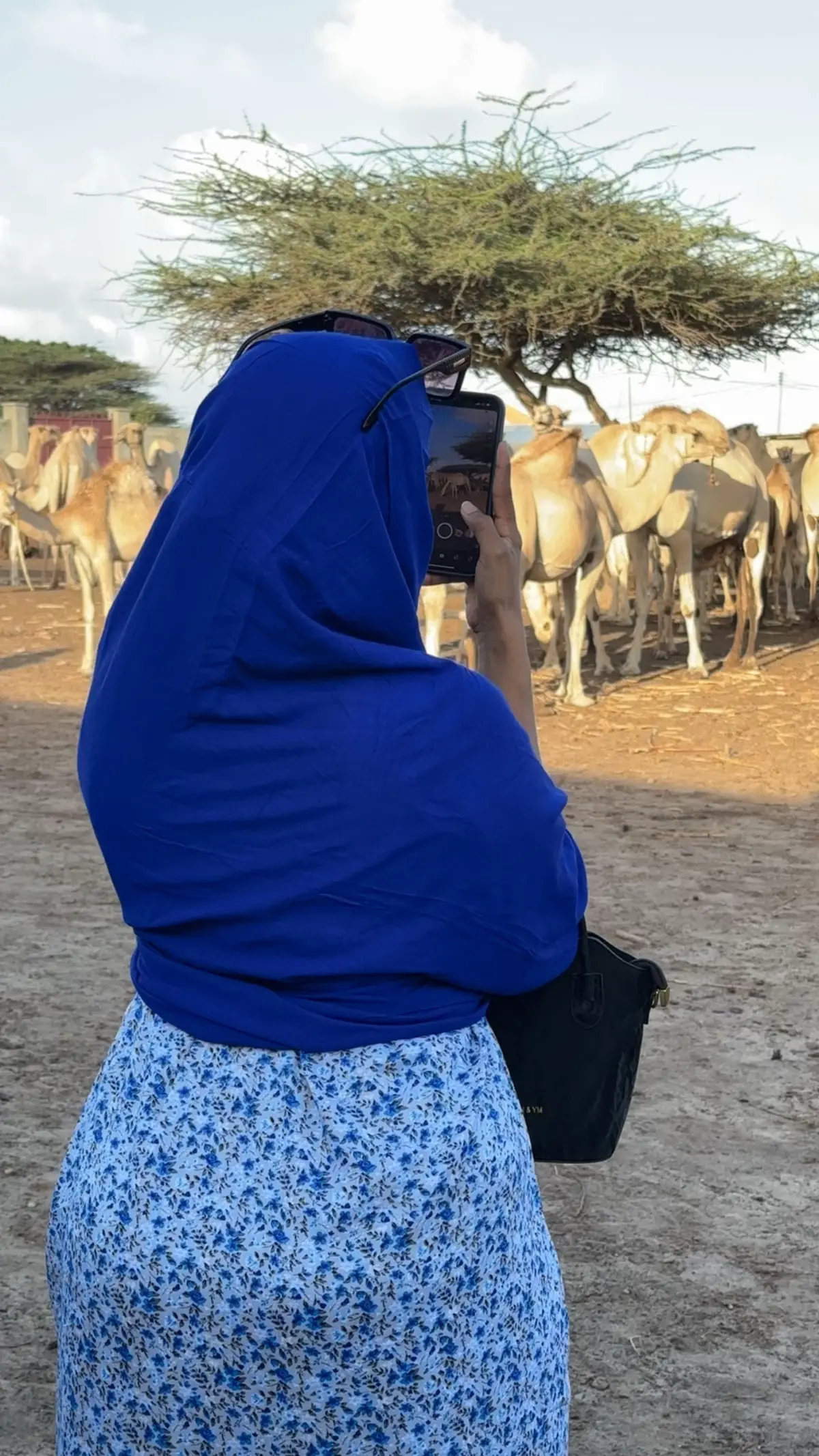 🐪 🐫 