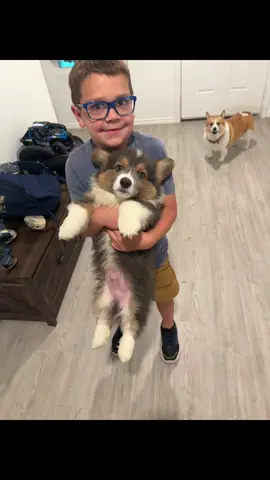 Alright guys, it’s now the adventures of Wade, Lola and Waffles 🥰 #wadeandlola #corgisoftiktok #littlebrother #whippedcream 