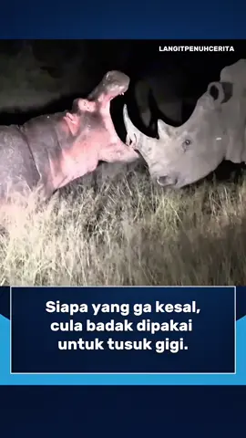 Seekor kuda nil tiba-tiba menjadikan cula badak sebagai tusuk gigi raksasa. Tentu saja badak tidak terima dan langsung mengejarnya! Momen lucu ini memperlihatkan betapa unik sekaligus kocaknya interaksi hewan liar di alam. Follow Akun Ini Untuk Video Menarik Lainnya. ©All Rights and Credits Reserved To The Respective Owner(s). Please Contact Us For Credit or Removal. #badak #kudanil #fyp #foryou #binatang 