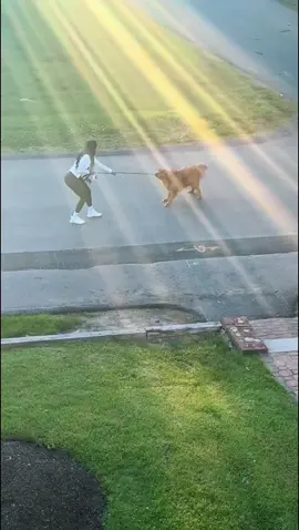 Golden Retriever Rebelling ❤️🤣#goldenretriever #dogtiktok #usa🇺🇸tiktok #goldenpuppy #LiveOutlandish