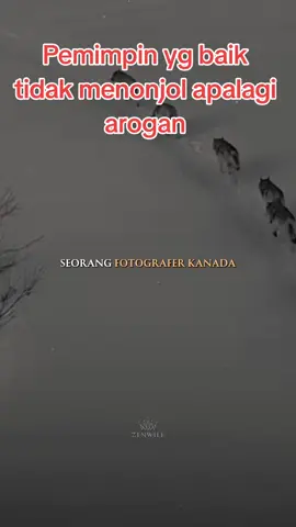 #fypシ゚viral #pemimpinbaik #wolf #serigala @Koko Scorpio @Sebastian Damai 