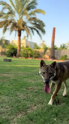 ذيب وادي دجلة🇮🇶#العراق #السعودية #سوريا🇸🇾 #fyp #بغداد 