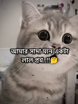 কথাটা কি সত্য..!!🥰😅 #fyppppppppppppppppppppppp #Love #tiktok #foryoupage #viral @TikTok 