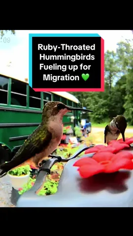 #hummingbirdsoftiktok #hummingbirds #naturetok #birdtok #fyp 