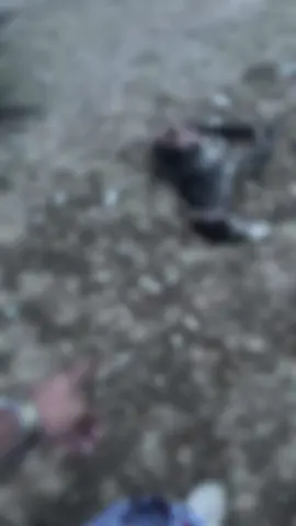 وش تتوقعون الحيوان اللي ماكله ؟ الصباح لقيته معضوض في رقبته وراسه وامه كذلك فيها جروح في رجولها اعزكم اللّٰه وقريب من الموقع لقيت اثر الذيب ولقيت اثر الضبع اتوقع كلهم هجموا عليه كنت بنزل المقطع الاول ونزلته كامل #رصد #الضبع #الذيب #اكسبلور #capcut 