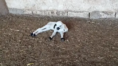 #مزرعةالسليمامية #الفحل #الملكي #حولي #صردي_ملكي 