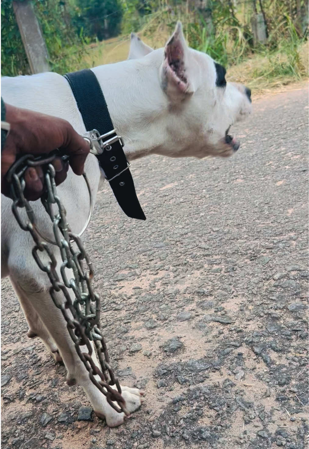 එයාගෙ පාර කියලා හිතාගෙන ඉන්නෙ #dogo #dogoargentino #dogoargentinopower #dogbarking #bark 
