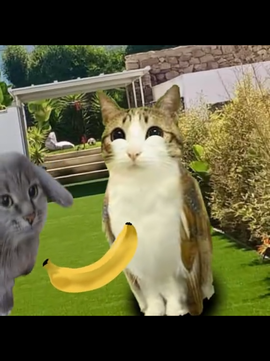 #fyp #meowl #imanewsoul #edit #blowup 