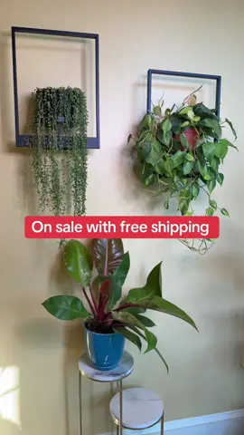 On sale with free shipping picture frame plant holders #tiktokshoplabordaysale #tiktokshopcreatorpicks 