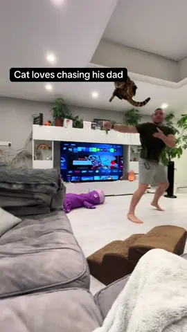 Cat loves chasing his dad 🥰😍 #catsoftiktok #cattok #kitty #cats #bengal 