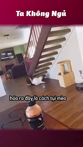 Ba cái trò mèo😹 #takhongngu 