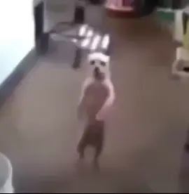 😂ماعندي شي انشرة🤣🤣#fypシ゚ #شعب_الصيني_ماله_حل😂😂 #مالي_خلق_احط_هاشتاقات🧢 #طششونيي🔫🥺😹💞 #هههههههههههههههههههههههههههههههههههههه 