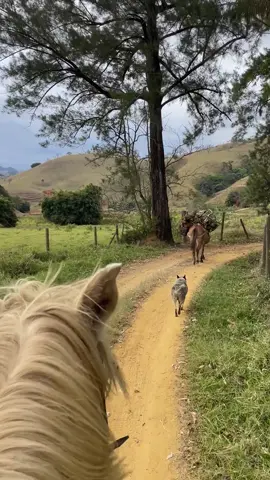 Buscando lenha que meu vizinho me arrumou  🪵  🌳 