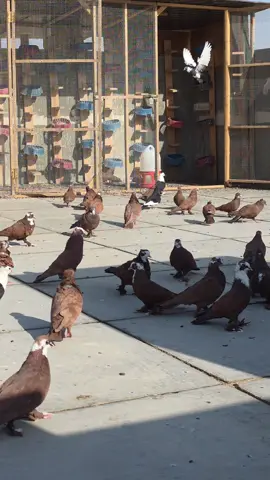 #حمر_حفاي_كعاكيل_جوازي_شكريات🌺🥺 #الاحمر_سيد_الحمام_😂😂😂😂😂_😂😂😂😂😂 #كربلاء_مدينة_العشق_والعاشقين #الشعب_الصيني_ماله_حل😂😂 