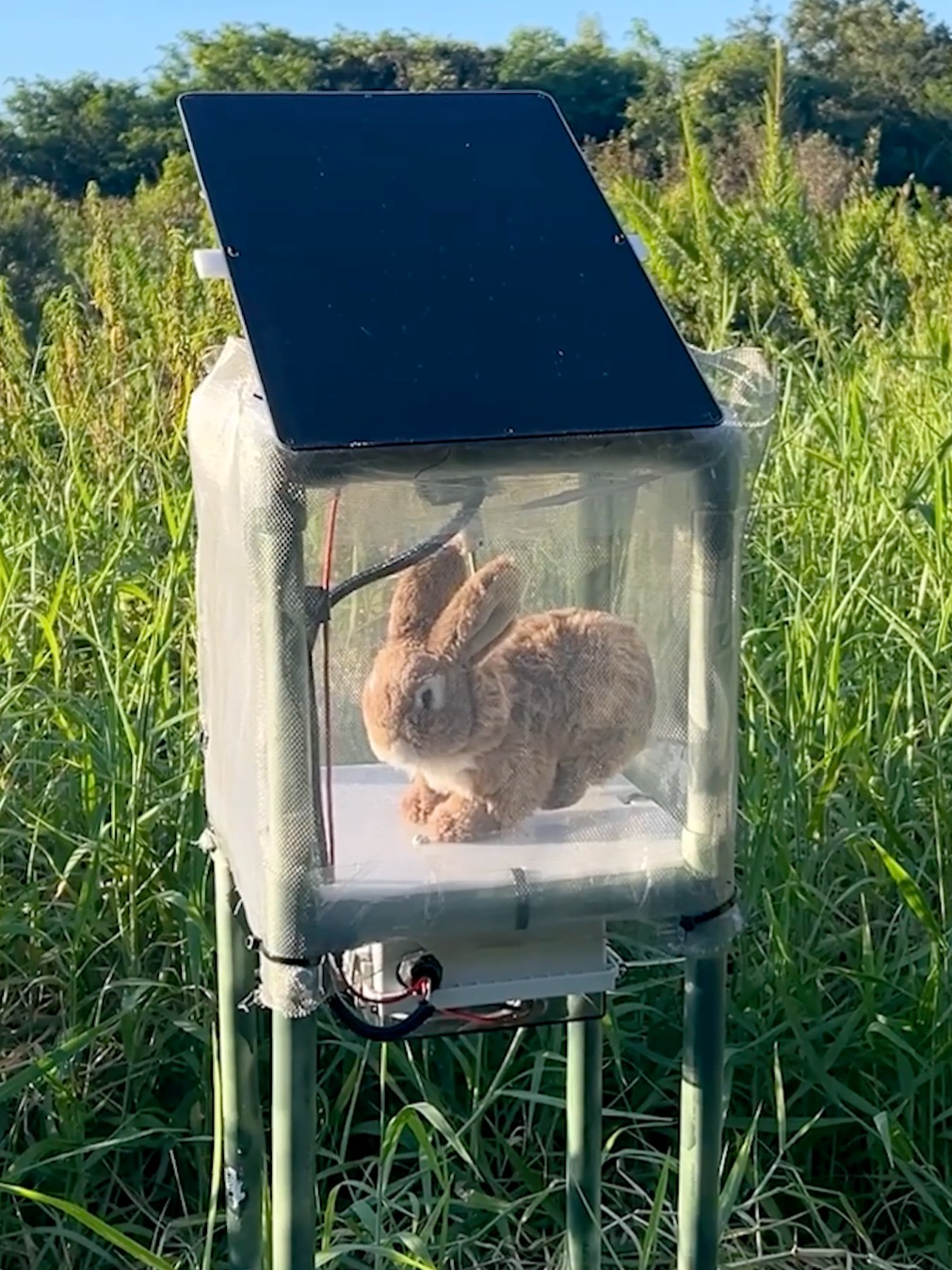 🐰🤖BUNNY BOTS: Florida officials have taken a creative approach to trapping invasive Burmese pythons by using over 100 robotic rabbits to lure in the reptiles. Learn more through the Related news link above. #rabbits #pythons #invasivespecies #everglades #florida #foxweather