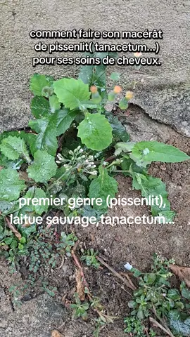 #soincheveux  #bellenaturellement🌿  #cheveuxnaturels  comment faire son huile de pissenlit( tanacetum, laitue sauvage, ....) pour le traitement de ses cheveux. faites cette avec les genre de plante que vous aurez