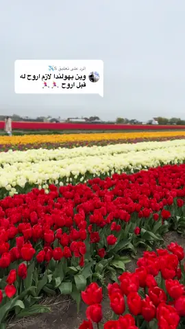 الرد على @S✈️  حدائق التوليب قريب من أمستردام ،، تفتح فقط  فصل الربيع  #foryou #giethoorn #أمستردام 