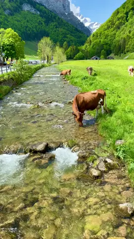 #سويسرا🇨🇭 #folow #fyyyyyyyyyyyyyyyy #nature #منااظر_طبيعة #suisse🇨🇭 #💕 
