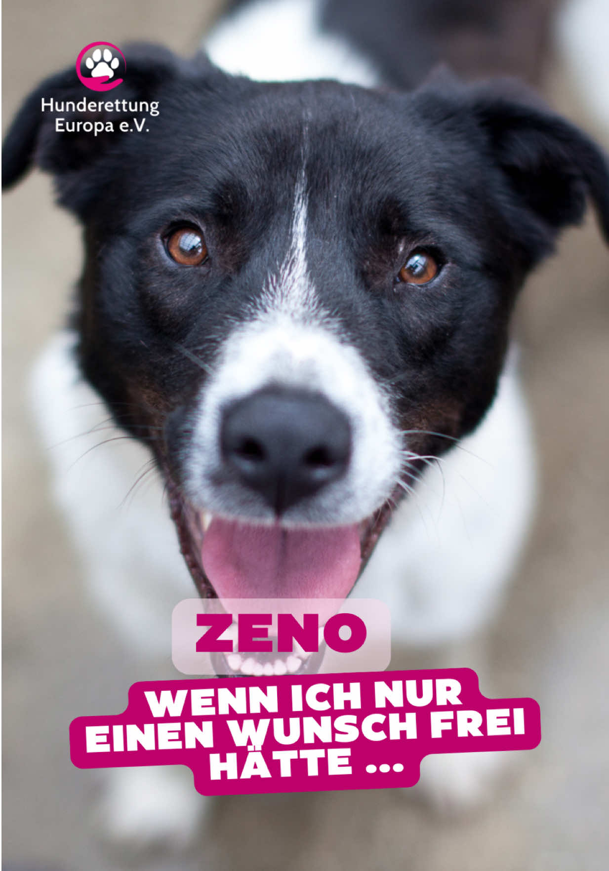 Zeno ist noch so jung und doch kennt er bisher nur den Zwinger.  Hinter Gittern wartet er Tag für Tag auf Menschen, die ihn endlich sehen. Wenn man zu ihm kommt, legt er sofort den Kopf an einen, sucht Körperkontakt und genießt jede Berührung. Er wedelt ununterbrochen mit dem Schwanz, als wolle er sagen: „Bitte bleib bei mir.“ Alles, was er will, ist dazugehören. 💔  Doch ein Tierheim ist kein Zuhause. Zwischen kaltem Gitter und lautem Bellen sehnt sich Zeno nach Ruhe, Geborgenheit und einer Familie, die ihn so liebt, wie er sie schon jetzt lieben würde. Er wünscht sich nichts sehnlicher, als den Zwinger hinter sich lassen zu dürfen und endlich Teil einer Familie zu sein. Zeno ist ein liebevoller, menschenbezogener Hund, der bereit ist, sein Herz zu verschenken. Jetzt fehlt ihm nur noch jemand, der ihn sieht und ihm eine Chance gibt. ❤️‍🩹 👉 Möchtest du Zeno diese Chance geben? Hier geht es direkt zu seinem Profil: https://hunderettung-europa.de/zeno/ 💡 Und falls du dich in ihn verliebt hast, findest du hier alle wichtigen Schritte zur Adoption: https://hunderettung-europa.de/hund-aus-dem-ausland-adoptieren/ #hunderettung #tierschutz #adoptdontshop #fürimmerzuhause #hoffnungfürzeno