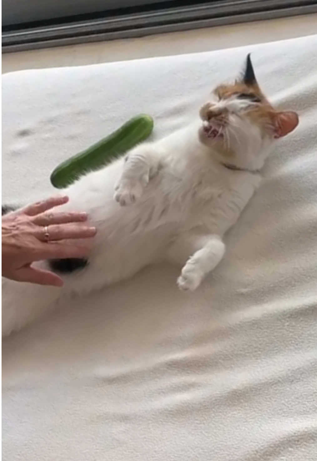 sorry Jules💀🥹 #cat #catsoftiktok #cucumberchallenge 