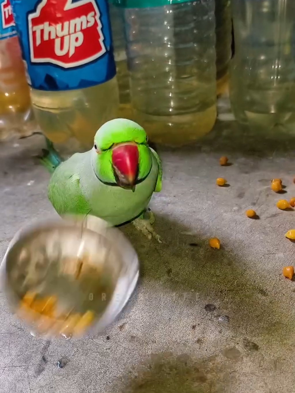 Aggressive Parrot 🦜. #talkingparrot  #parrot  #200kviews  #tiktok 