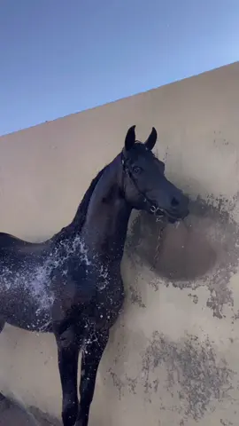 الوحش افالون  🤫🔥🔥.. #مربط_الهيبه #خيل_وخياله🐎 #خيل_عربي #خيل_وخياله🐎🖤ماشاءالله_اللهم_بارك🧿♥️ 