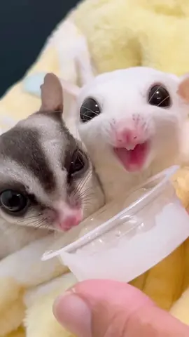 Meet the sugar glider, a tiny, night-active marsupial that soars through the air with its delicate limb membranes. #sugarglider #cutepets #fyp #viral #animals 
