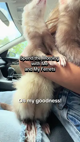 My ferrets have to be Slytherin right?! 🐍 We had so much fun trying the new @Krispy Kreme x Harry Potter collaboration!  #ferretvideos #huron #ferrettok #ferrets #pets