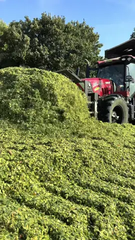 Top, départ dans les Ensilages 2025 ETA MEURILLON 😁🌽👍##etameurillon##sascousinagricolepour le tassage 👍👌##materielagricole##ensilage2025##ensilage@@LouisDVE@@Paul Dufour@@nono_jllx