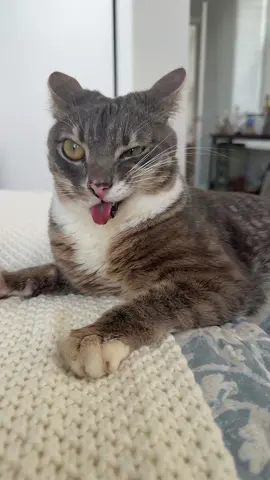 Hey man.. It’s freakbob. (Should I post the other draft I made with this sound?) #fyp #catcontent #sillycat #catsoftiktok #rigbycat 