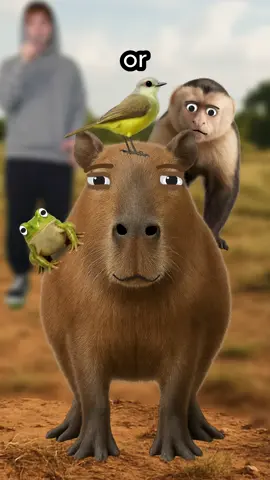 The truth about Capybaras… #fyp #capybara 