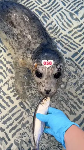 Learning to eat fish can be frustrating! 🐟 Sidney’s almost figured it out on her own, but until then… she’s got plenty of opinions! 😤 #MarineMammalRescue #RescueRehabRelease #SealPup #FishSchool #funnyanimals 