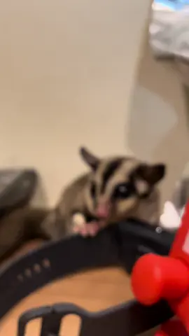 ตาแป๋วไม่นอน #ชูก้า 