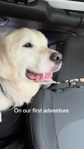 #goldenretriever #goldenretrieverlife #alaska#foryou #fyp 