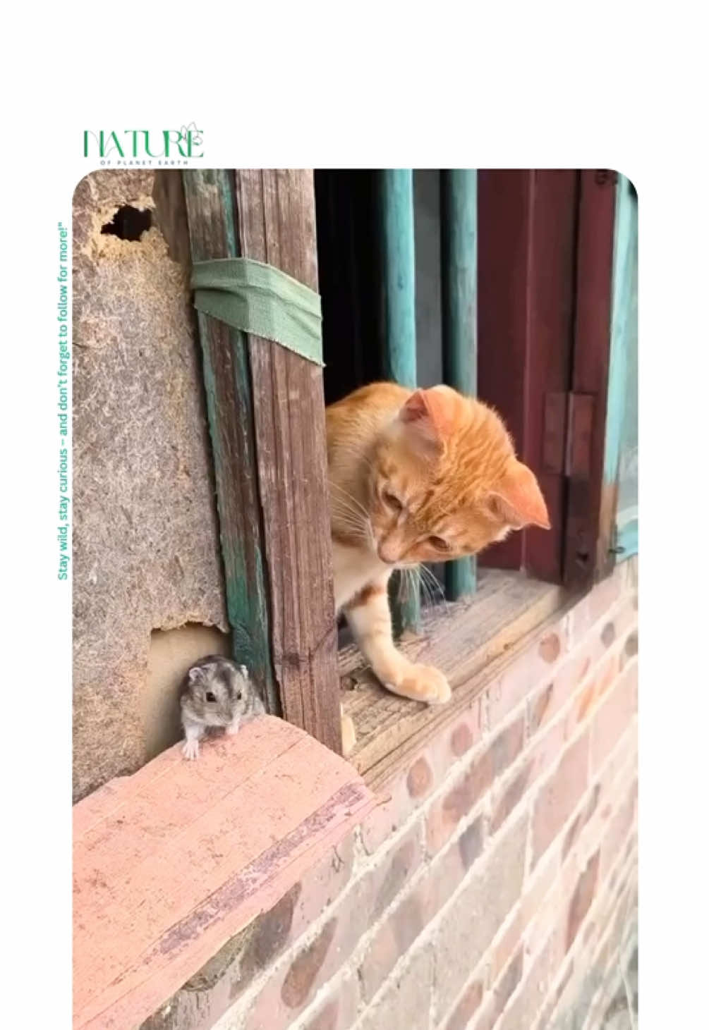 Tom and jerry ???