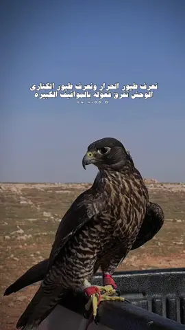 #شعراء_وذواقين_الشعر_الشعبي🎸 #اكسبلورexplore #نعرف طيورالحرار#اكسبلورexplore #متذوقين_الشعر_الشعبي 