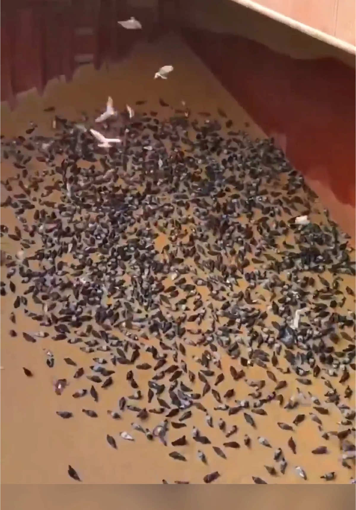 Голуби атакуют грузовые суда! Music from #InAudio: https://inaudio.org/ Infraction -  Halloween 2024