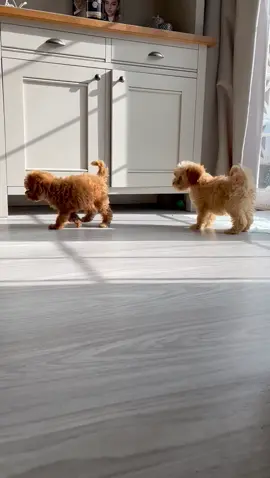 How were Cody and Bear ever that small 