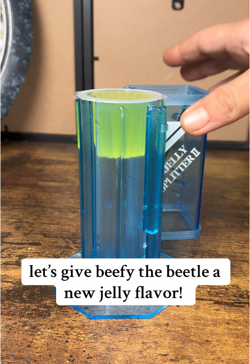 he is officially a fan of melon! beefy I love you <3  before anyone asks, these jellies are made specifically for reptiles/inverts & are made up of sugar/fruit juice & vitamins, yes, technically I’m sure a human could eat one BUT I doubt they taste as good as they look :”)  (Species: Mecynorrhina torquata ugandensis)  #entomology #bugsoftiktok🐜🐌🐛🦗 #coleoptera 