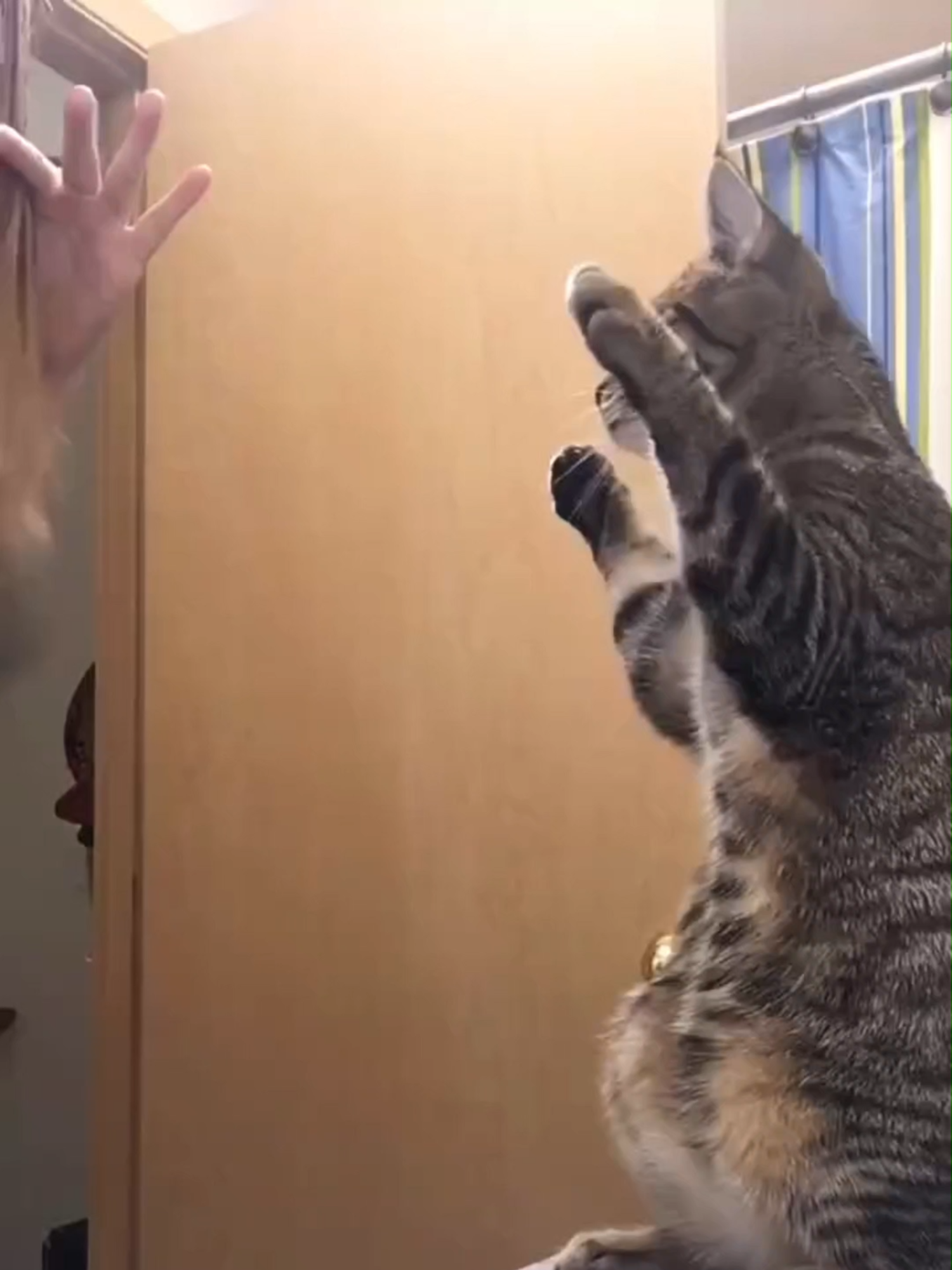 When pets copy us a little TOO well 👀 #cat  #catlover  #dog  #dogsoftiktok  #doglovers  #pets  #PetsOfTikTok  #petlover  #animal  #animalsoftiktok  #animallover  #animalhumor #funnyanimals  #funnypets  #funnyvideos😂   #funnyanimalvideos  #likehuman  #petsactinghuman  #fyp  #foryou  #foryoupage❤️❤️