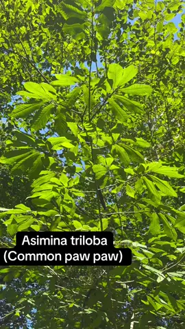 North amercias LARGEST native fruit! I absolutely love this fruit and plan to work closely with its improvement as time goes on. Comment any questions down below! #publicland #keepnaturewild #rewildyourself #botany #botany 