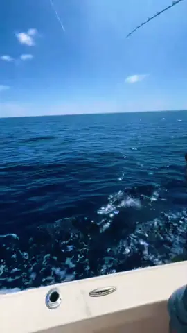 #dúo con @rickthefrenchie_ perro cae al agua en barco #perros #agua #pesca 