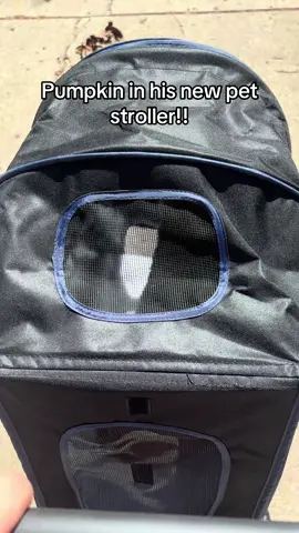 This is so funny to me #petstroller #tiktokshoplabordaysale #laborday #catvideo #stroller 