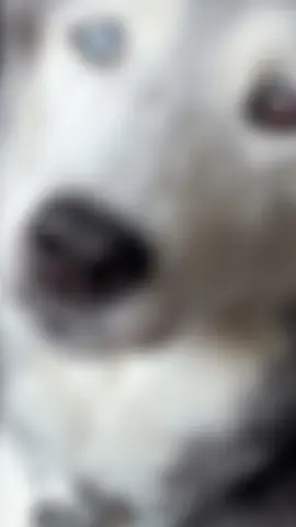 Oh Luna you have a special place in my heart I no you are not in any pain now give me a kiss from blue love you lots till we meet again xxx❤️🌈