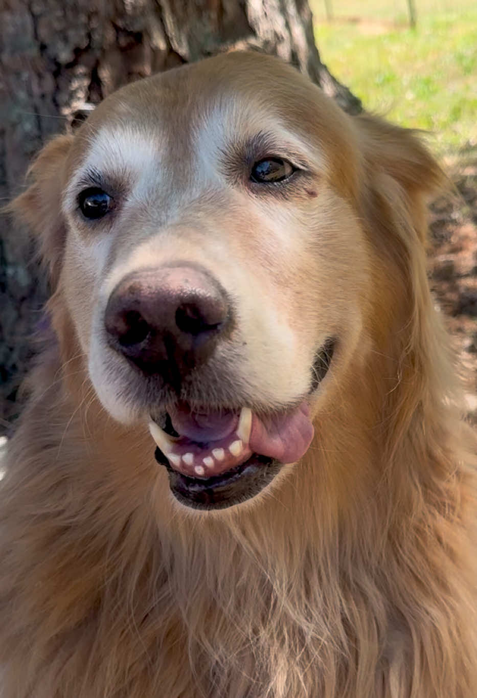 She was deep in the thought until she heard her sibling #dogs #cutepets #funnypets #talkingdog #goldenretriever 