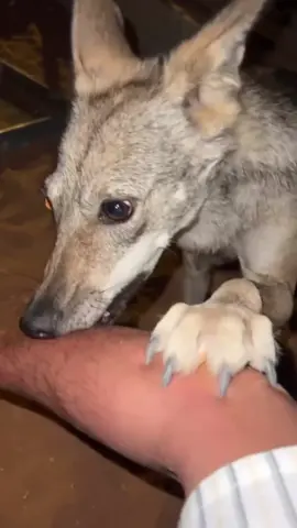 #ذيب #اكسبلور #تصويري📷 #الذيب_مشهور_اكسبلور #ذيبههه🐺🖤 