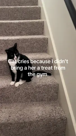 #GymLife #tuxedocat #tuxedocatsoftiktok #hungrycat #catsoftiktok 