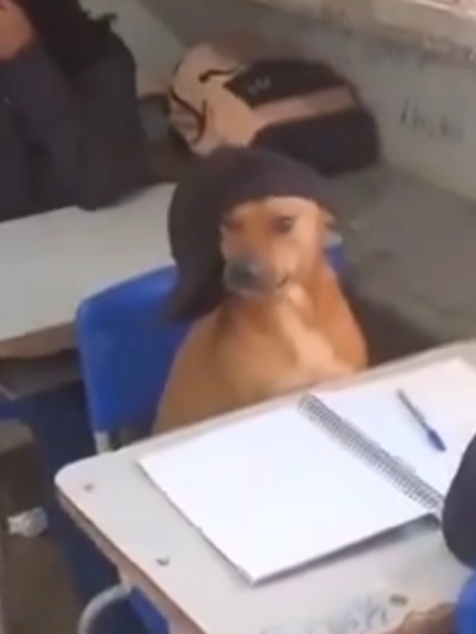 A ESPETACULAR Experiência de Escola Brasileira