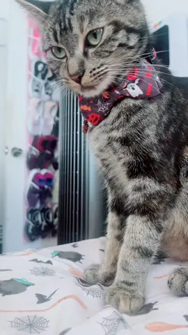 #meow 